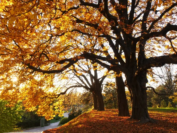 Natur Und Stadt Herbstlichen Farben — Stockfoto