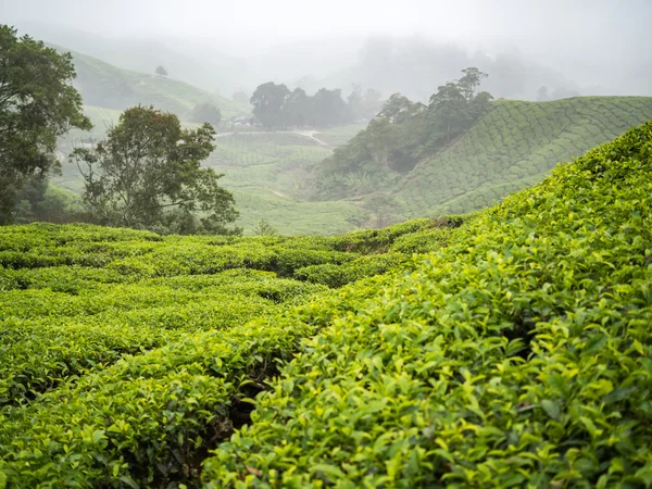 Boh plantação de chá em Cameron Highlands — Fotografia de Stock