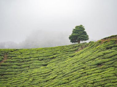 BOH çay plantasyon Cameron Highlands