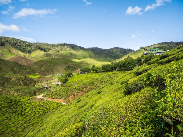 Teeplantage im Hochland von Kamerun — Stockfoto