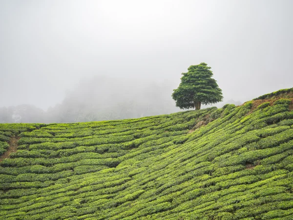 Boh-Teeplantage im Hochland von Kamerun — Stockfoto