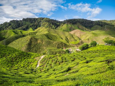 Çay plantasyon Cameron Highlands