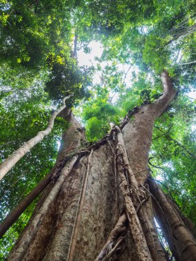 Eski dev yağmur ağaç