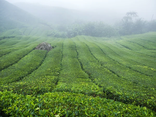 Boh-Teeplantage im Hochland von Kamerun — Stockfoto