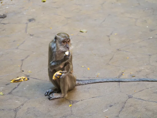 Eten van banaan aap — Stockfoto