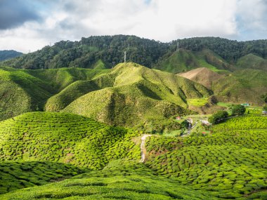 Çay plantasyon Cameron Highlands