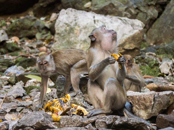 Macaco comendo banana — Fotografia de Stock