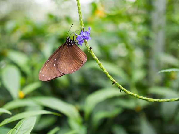 Mooie vlinder op bloem — Stockfoto