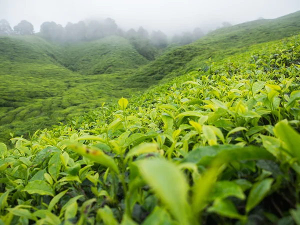 Boh-Teeplantage im Hochland von Kamerun — Stockfoto