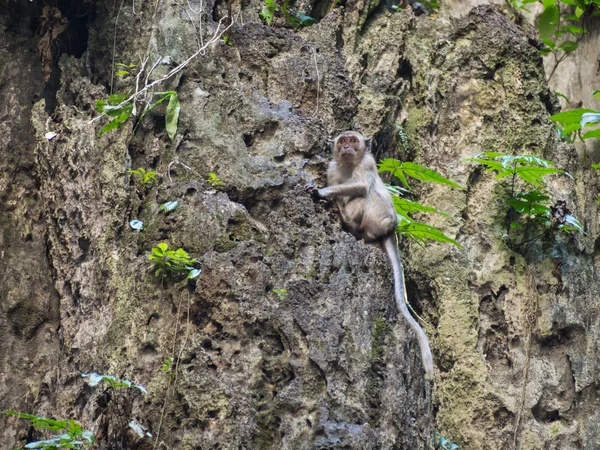 Mono en el acantilado —  Fotos de Stock