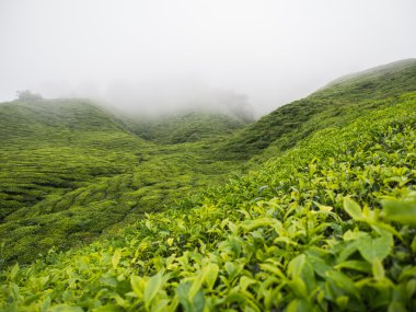 BOH çay plantasyon Cameron Highlands
