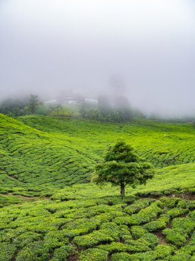 BOH çay plantasyon Cameron Highlands