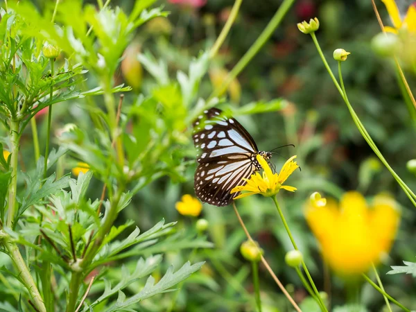 Mooie vlinder op bloem — Stockfoto