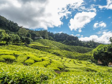Çay plantasyon Cameron Highlands