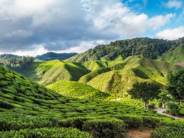 Çay plantasyon Cameron Highlands