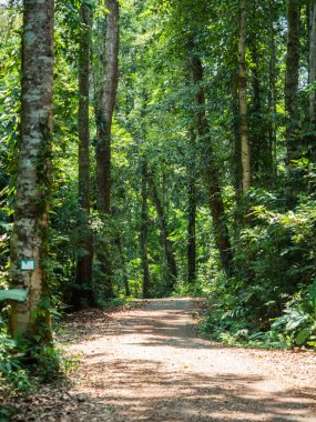 Koh Kood, ormanda yürüyüş yolu