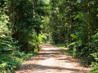 Koh Kood, ormanda yürüyüş yolu