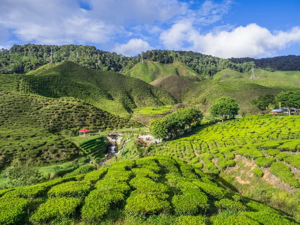 Teeplantage im Hochland von Kamerun — Stockfoto