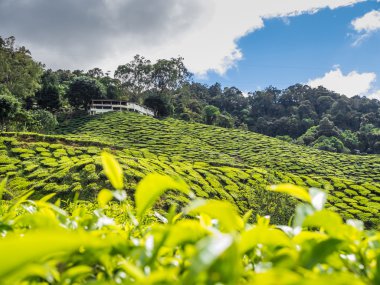 Çay plantasyon Cameron Highlands