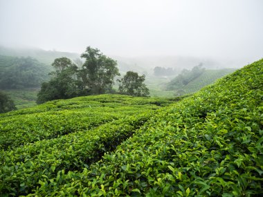 BOH çay plantasyon Cameron Highlands