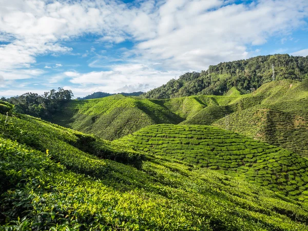 Teeplantage im Hochland von Kamerun — Stockfoto