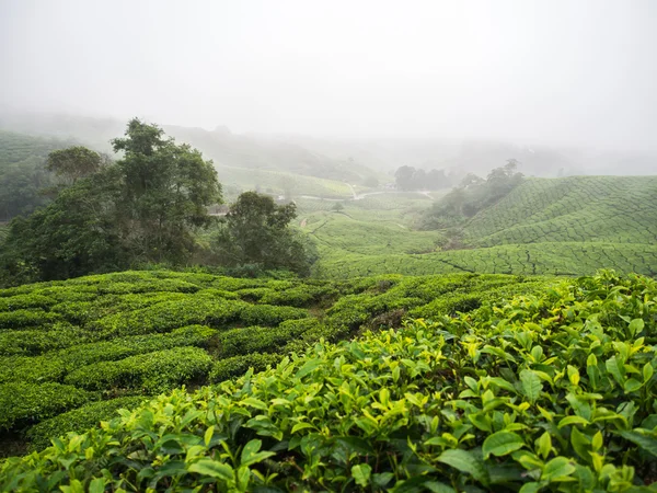 Boh-Teeplantage im Hochland von Kamerun — Stockfoto