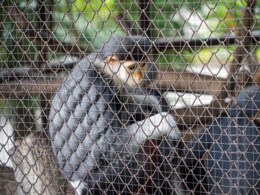 douc kırmızı şişlemiş langur