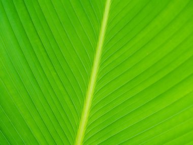 Yeşil yaprak dokusunu kapat