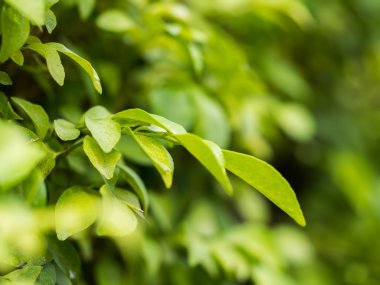 çiğ damlaları yakın çekim