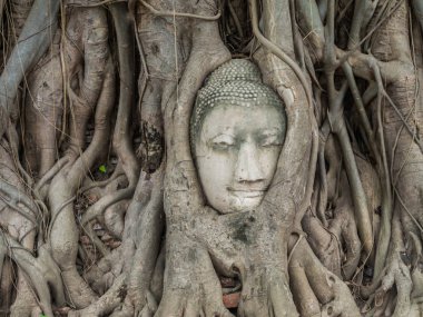 Ağaç kökleri Mahatat Tapınağı'nda antik Buda heykeli