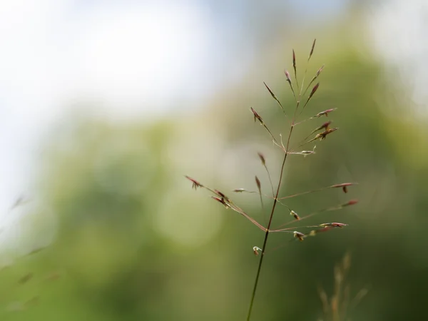 Grass seed stalks field — Stock Photo, Image