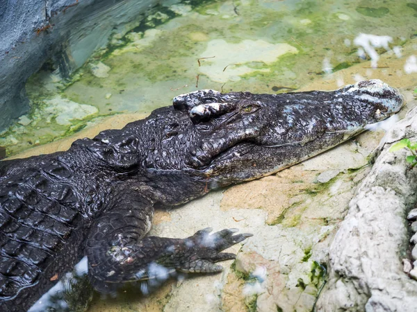 Crocodilo perigoso relaxante — Fotografia de Stock