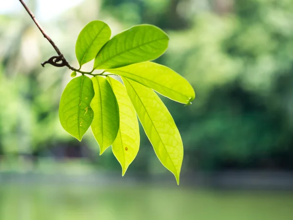 Fresh and green leaves — Stock Photo, Image