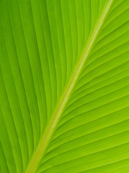 Close up de textura de folha verde — Fotografia de Stock