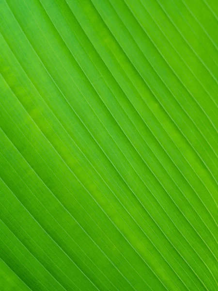 Close up of green leaf texture — Stock Photo, Image