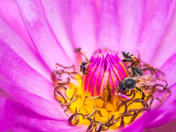 Flor de lótus e abelha — Fotografia de Stock