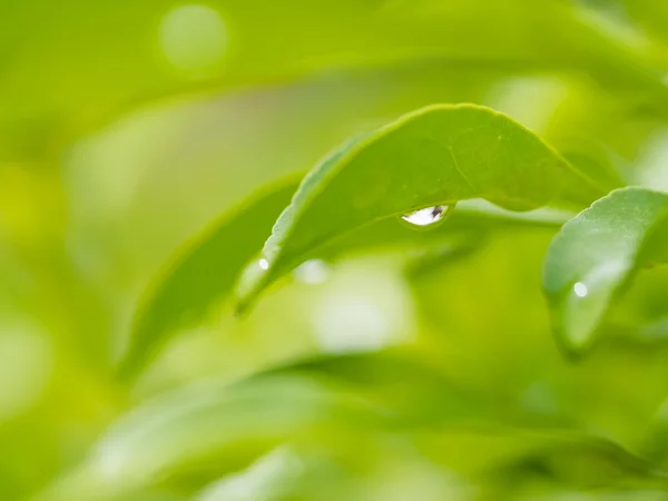 Dew drops close up — Stock Photo, Image