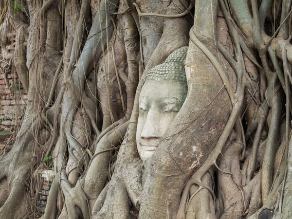Starověké socha Buddhy v kořenech stromu Mahatat Temple — Stock fotografie