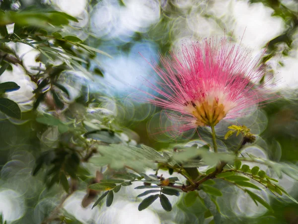The flower on bokeh background — Stock Photo, Image