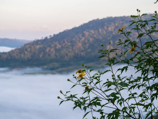 Misty morning in mountain — Stock Photo, Image