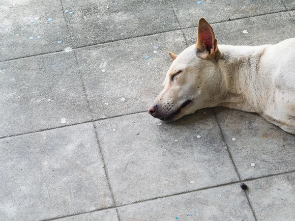 Tailandês cão dormindo — Fotografia de Stock