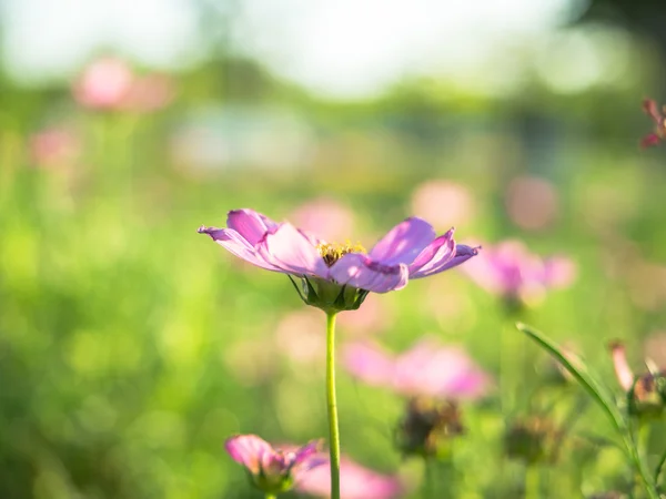 Bela flor cosmos rosa — Fotografia de Stock