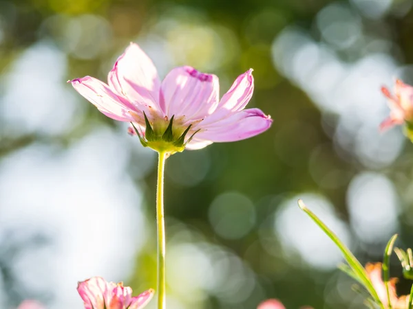 Hermosa flor rosa cosmos — Foto de Stock