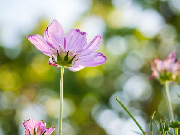 Hermosa flor rosa cosmos — Foto de Stock