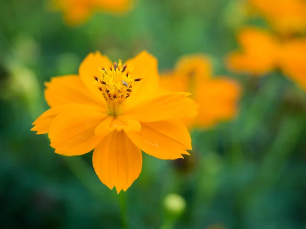 Belo cosmos amarelo Flor — Fotografia de Stock