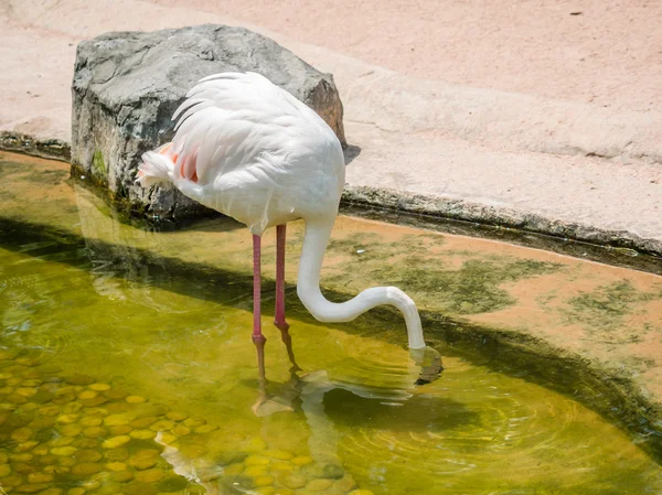 Белая птица фламинго — стоковое фото