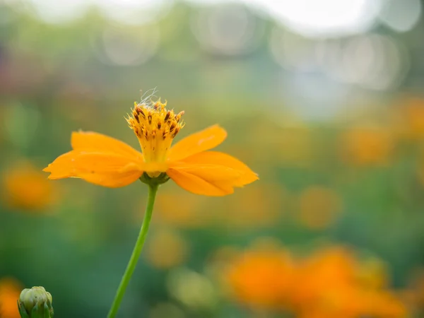 Belo cosmos amarelo Flor — Fotografia de Stock
