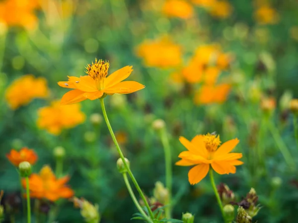 Güzel sarı cosmos çiçek — Stok fotoğraf