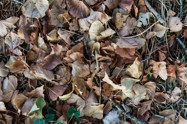 Upadłe Liście Drzew Ziemi Jesień — Zdjęcie stockowe