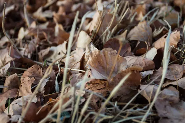 Gevallen Boombladeren Grond Herfst — Stockfoto